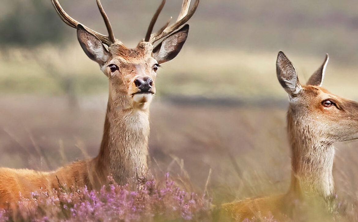 sheffield1000-featured-blog-rotherhamwildlife