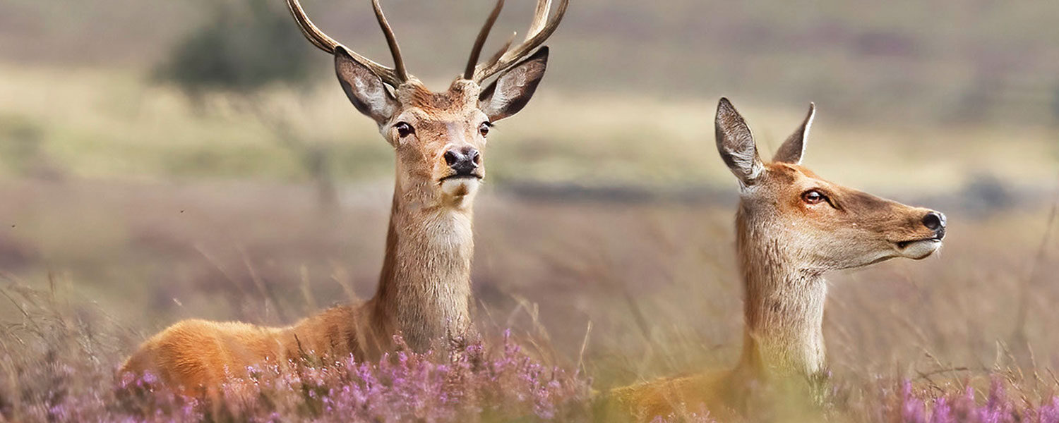 sheffield1000-featured-blog-rotherhamwildlife