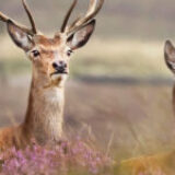 Sheffield and Rotherham Wildlife Trust